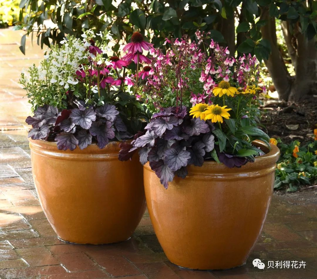 種苗訂貨季 花園的調色板植物-礬根