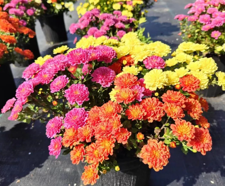 基地10月份可供成品花卉推薦